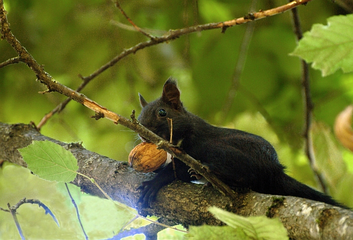 scoiattolo controluce:consigli